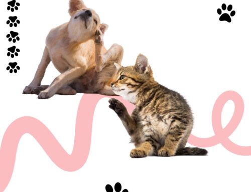 Evcil Hayvanlarda Mevsimsel Alerjiler Belirtiler ve Korunma Yolları