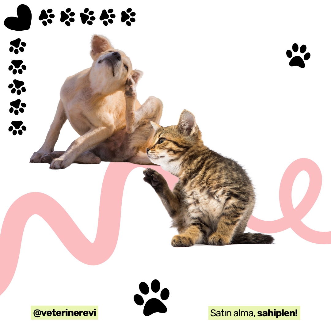 evcil-hayvanlarda-mevsimsel-alerjiler-belirtiler-ve-korunma-yollari Yazı: Evcil Hayvanlarda Mevsimsel Alerjiler Belirtiler ve Korunma Yolları