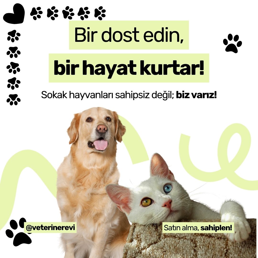 sahiplendirme Yazı: Yeni Yuvasına Giden Yaşam Dostları İçin Can Yoldaşını Bul