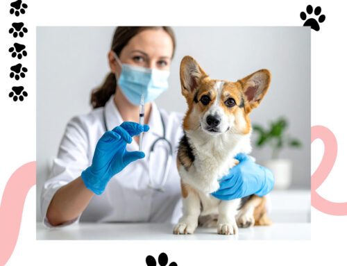 Veterinerinizin Önerdiği Sıralamada Kedi ve Köpeklerde Aşı Takvimi 2026