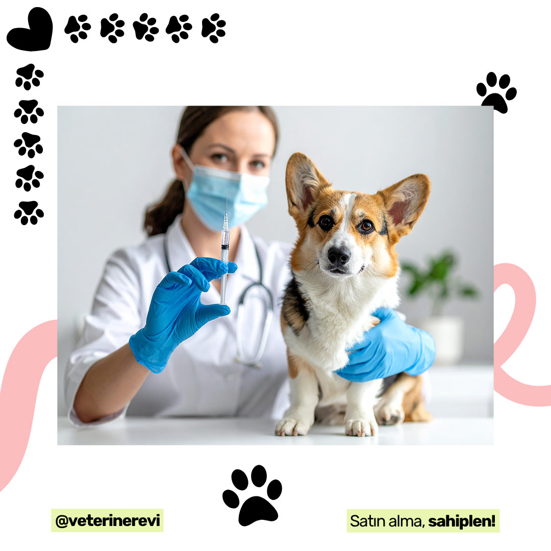 veterinerinizin-onerdigi-siralamada-kedi-ve-kopeklerde-asi-takvimi-2026 Yazı: Veterinerinizin Önerdiği Sıralamada Kedi ve Köpeklerde Aşı Takvimi 2026